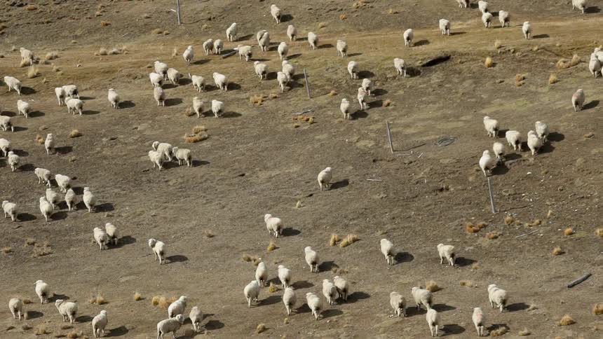 Herd of cattle walks across the plains