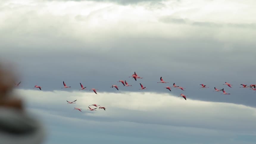 Flock of pink birds fly up by the clouds