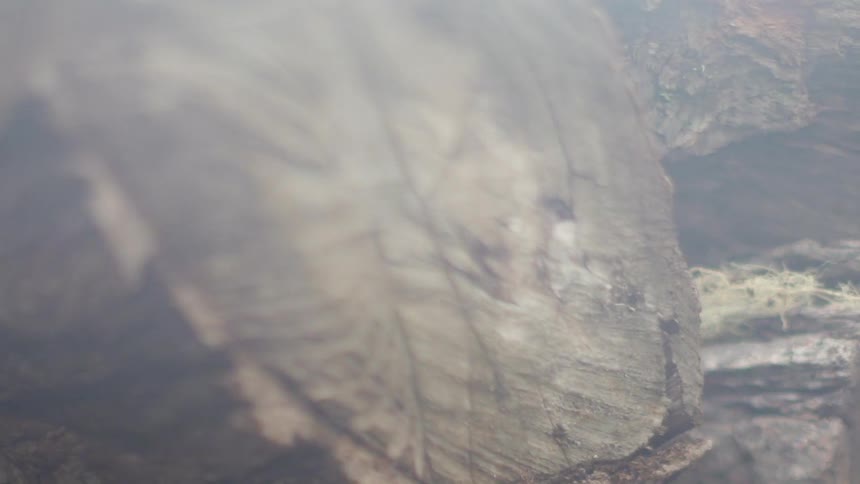 Cut logs sit in a pile