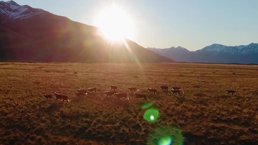 Cows run across a rural field at sunset