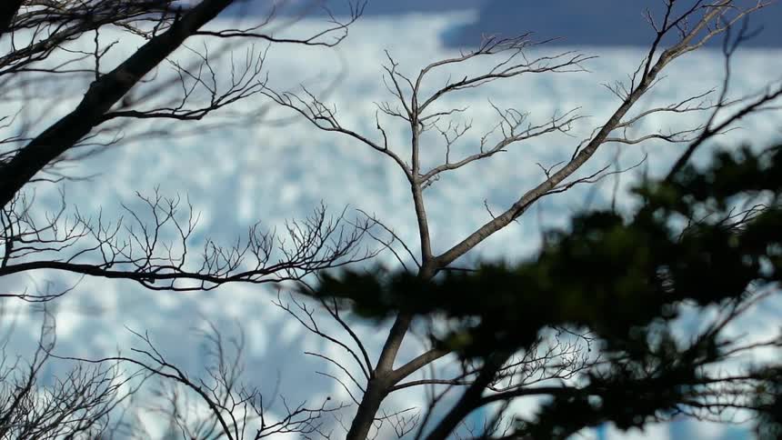 Trees sit next to a snowy field