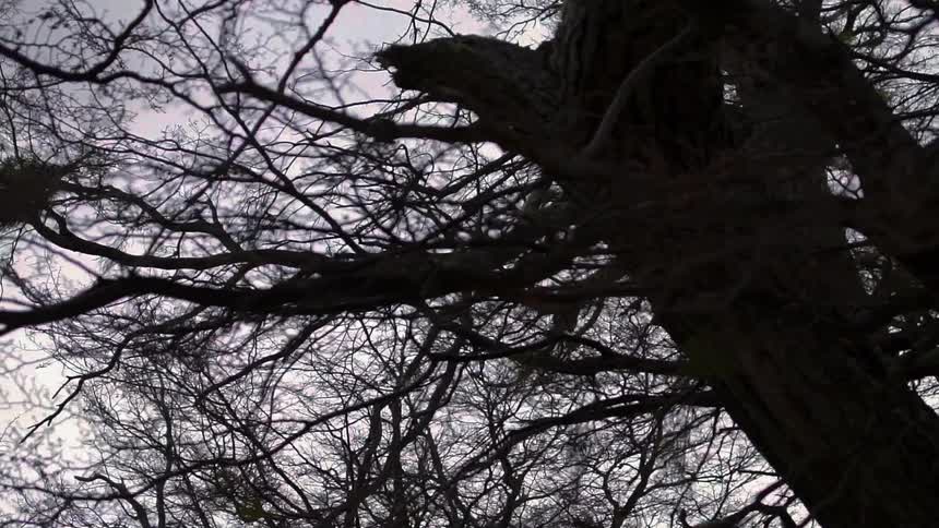 Bare branches against a cloudy sky
