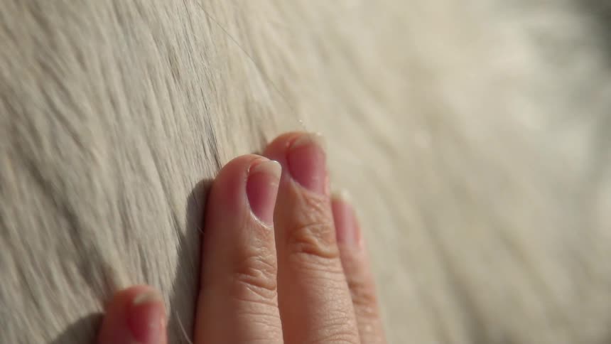 Person's hand runs over animal fur