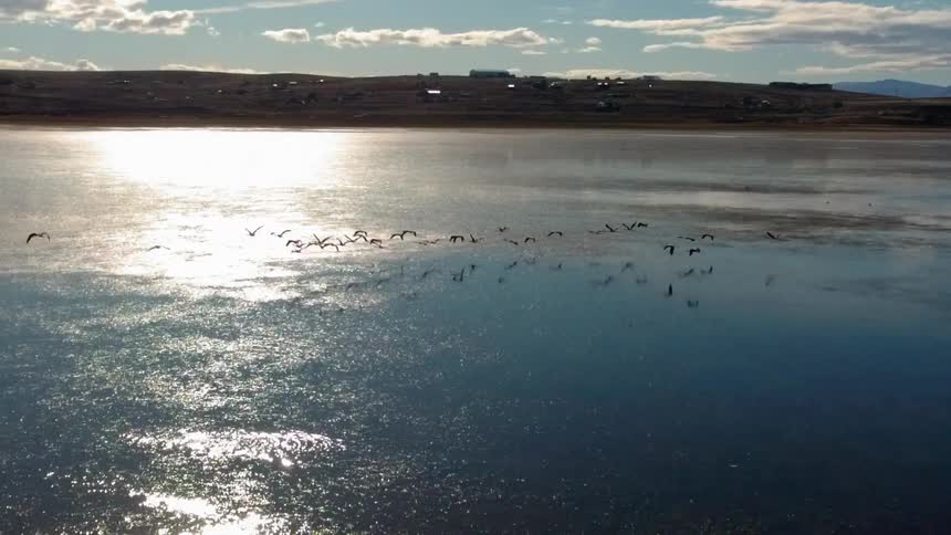 Birds flying over a large lake on a sunny day