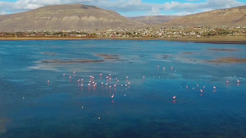 Flock of birds rest in the middle of a large lake