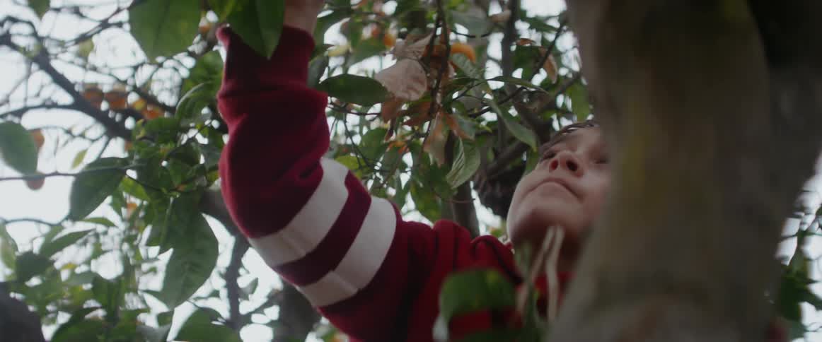 A young boy picks an orange