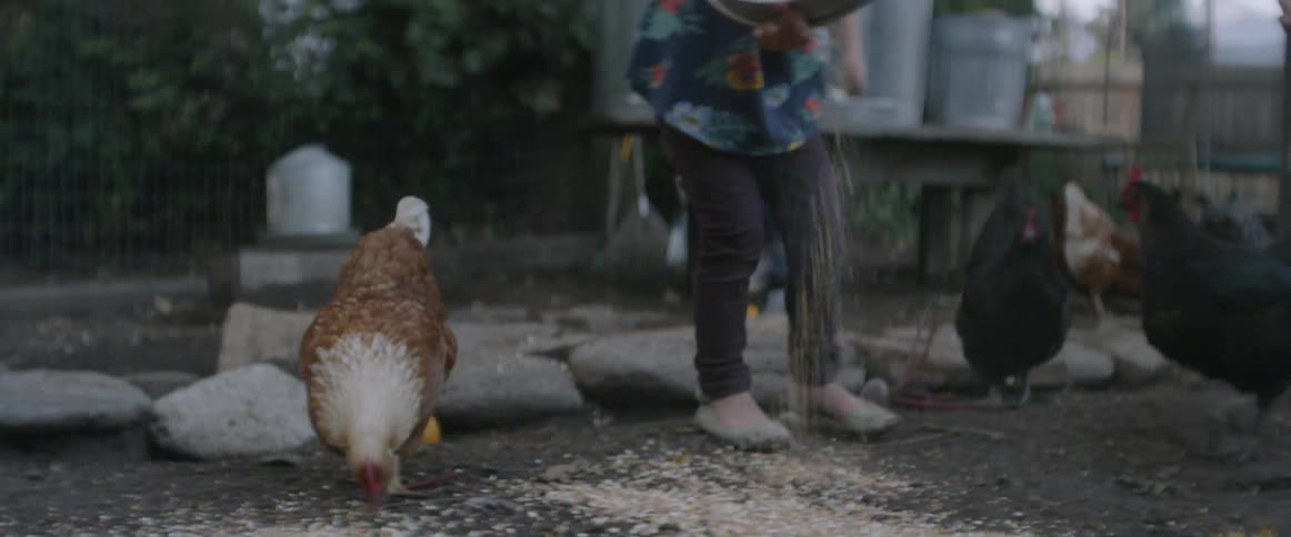 A girl feeds chickens on a farm