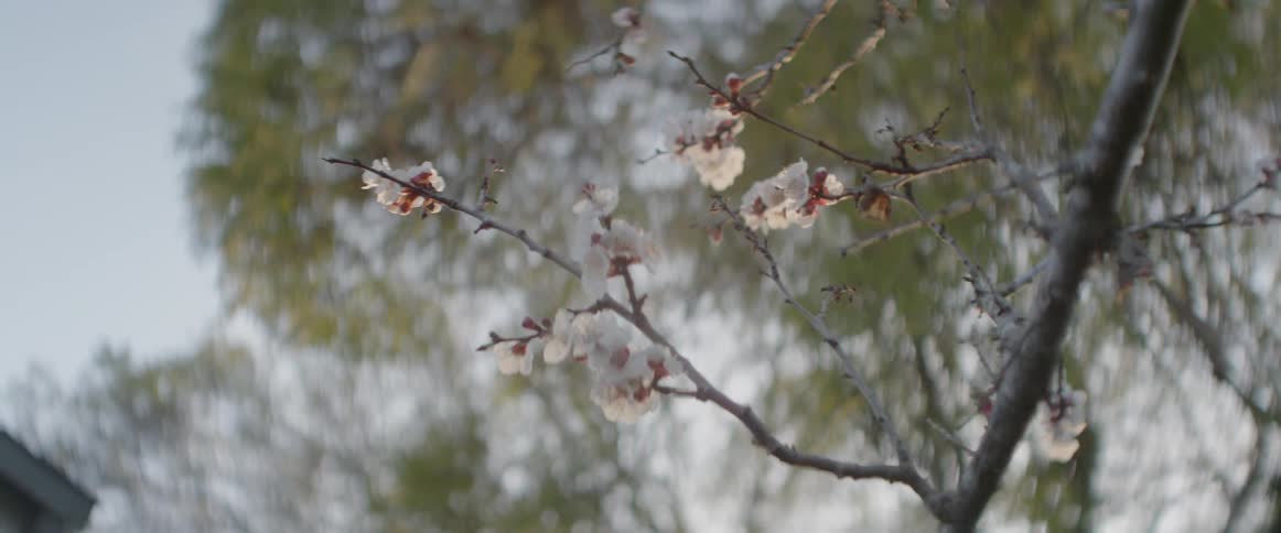 Fruit blossoms are blooming on a tree in daylight