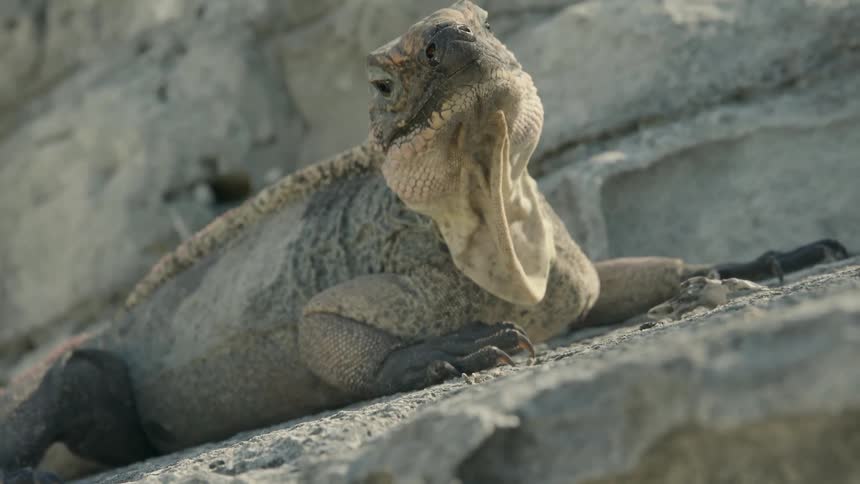 Desert creature rests on a large rock