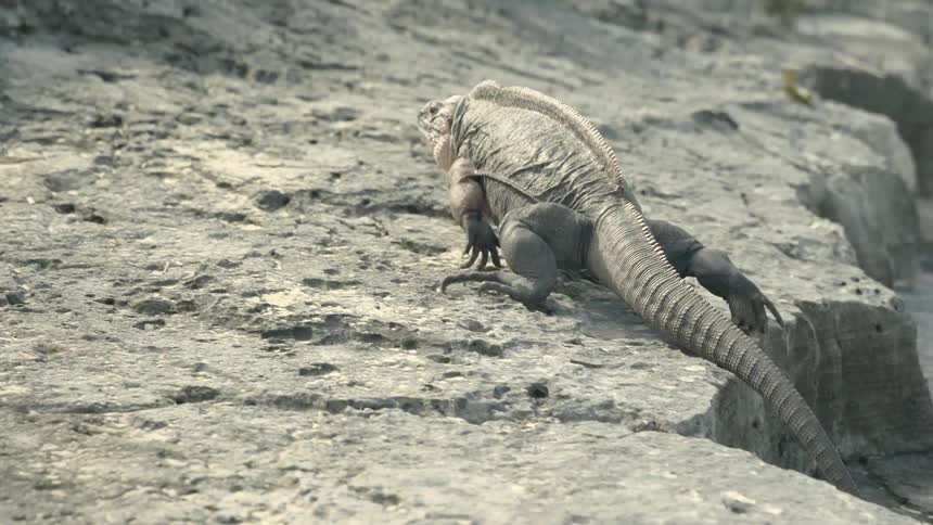 Desert creature climbs up a large rock