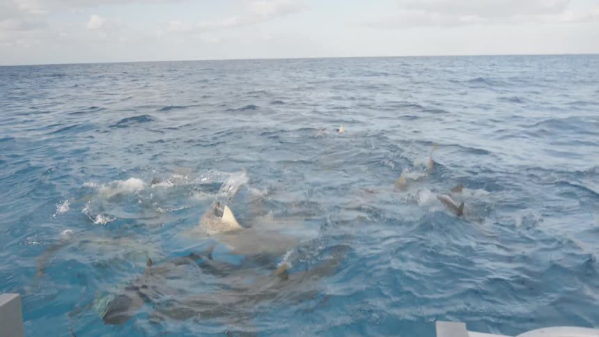 A man is throwing bait to sharks from a boat in daylight