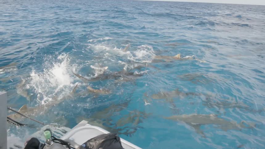 A man is throwing bait to sharks from a boat in daylight