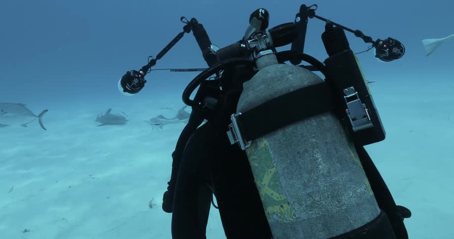 A diver is recording the fish as they swim around