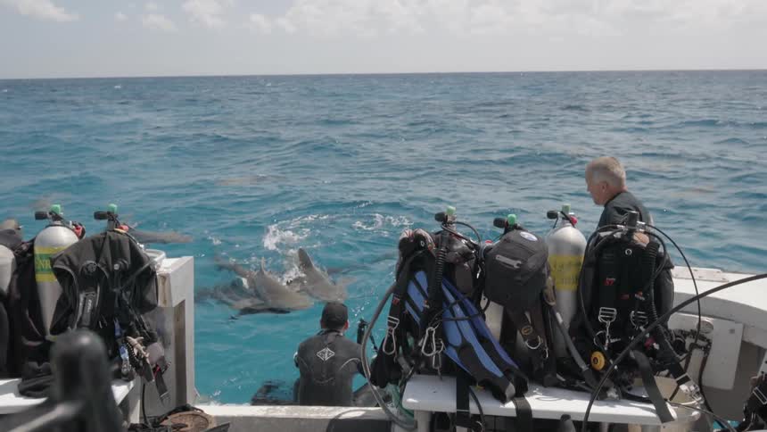 Men sit on the edge of a boat and use baited fishing poles to attract sharks