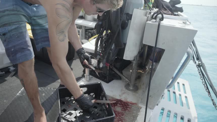 A man is cutting bait and putting it in a box as he works on a boat in daylight