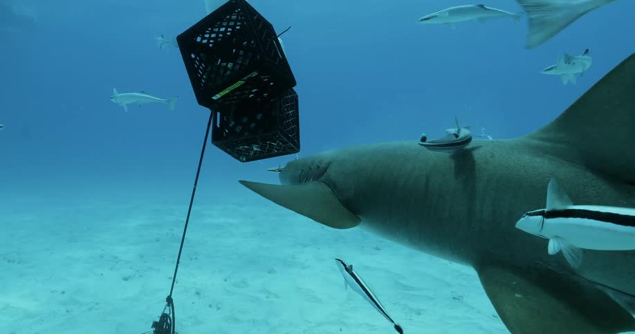 The fish are scattered away from the crates by a shark