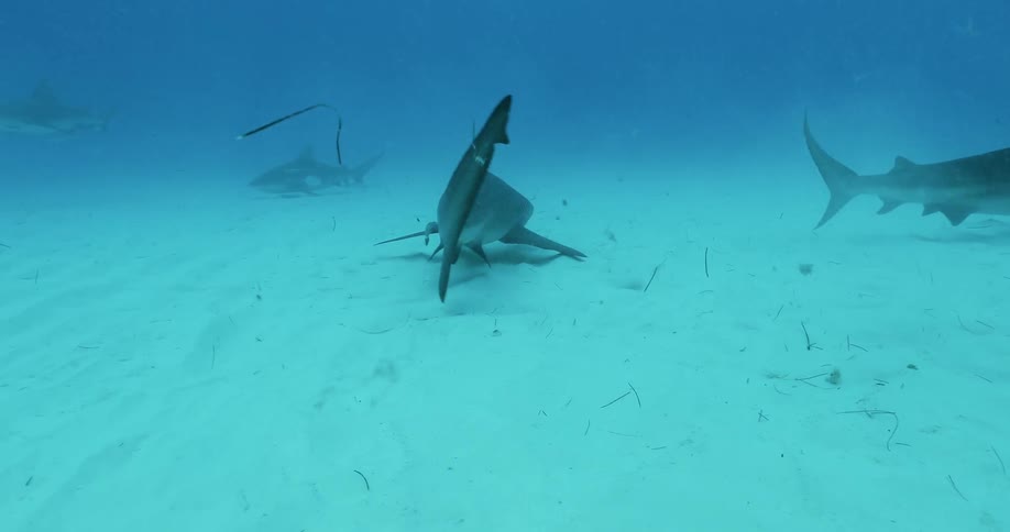 Sharks swim in the ocean