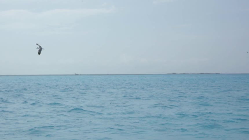 The birds fly over the blue waters