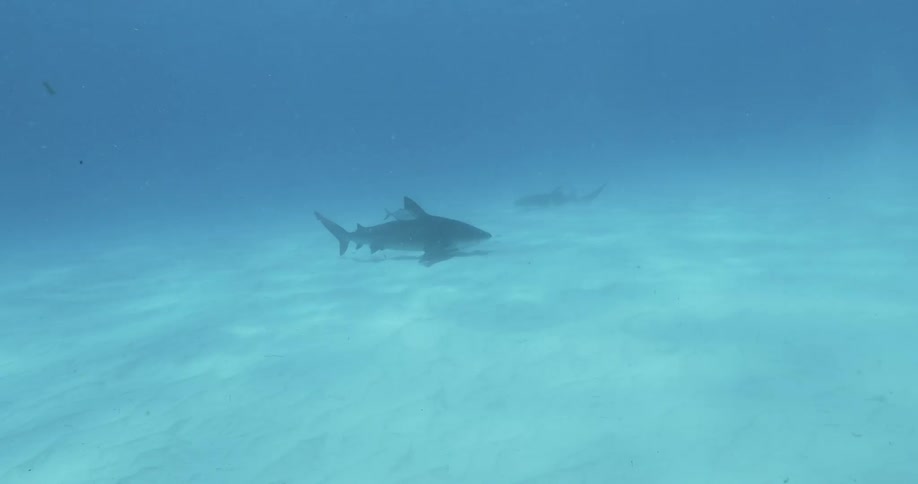 Sharks swim in the ocean