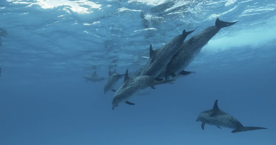 Dolphins swim with a diver underwater
