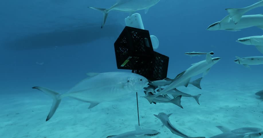 Fish and sharks swim around two crates