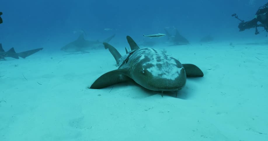 Sharks are resting on the ocean floor in daylight