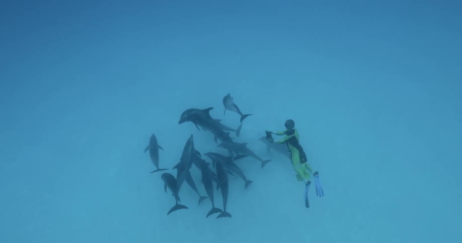 A diver is filming a pod of dolphins as they swim near the ocean floor