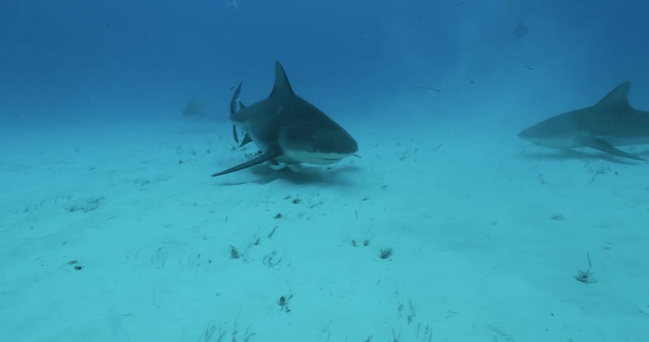 The sharks move together in a circle in the water