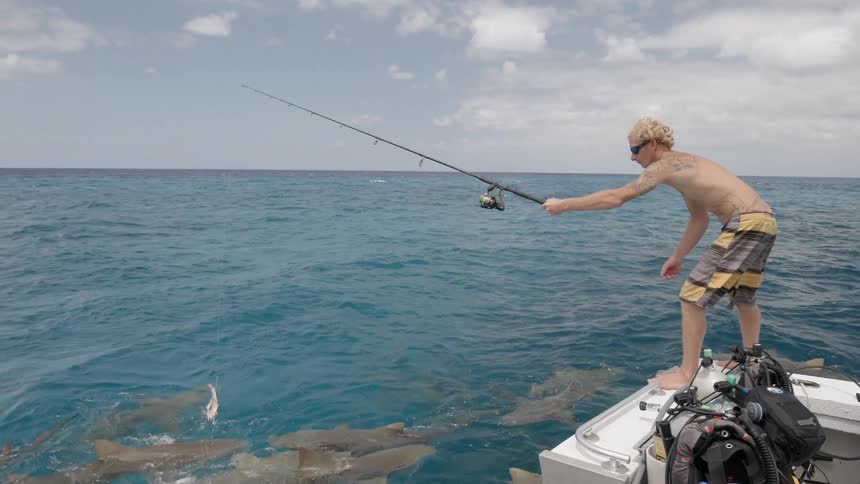 A man is teasing sharks with bait as he stands on a boat in daylight