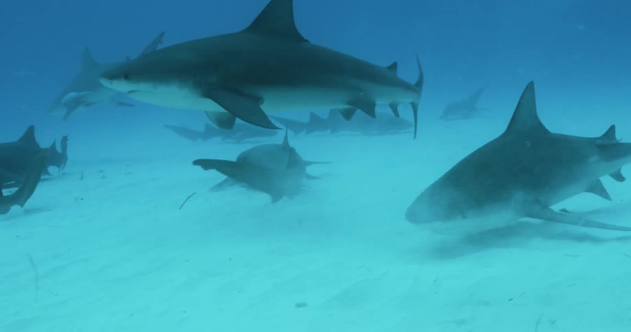 Sharks are swimming along the ocean floor during the day
