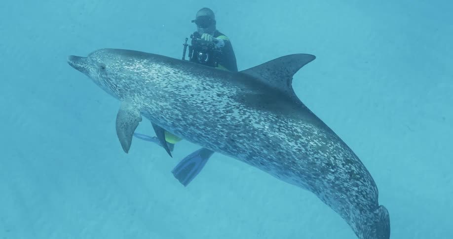 Diver swims with a sea creature