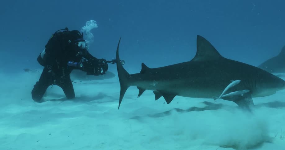 A diver films swimming sharks