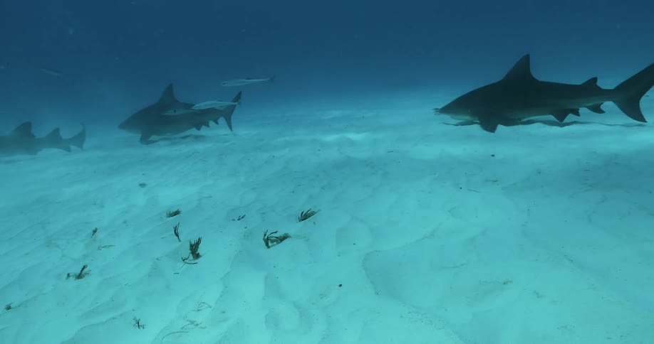 Sharks and fish swim along the sandy bottom