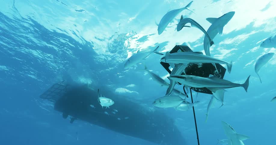 Fish swim near a crate in the water by a boat