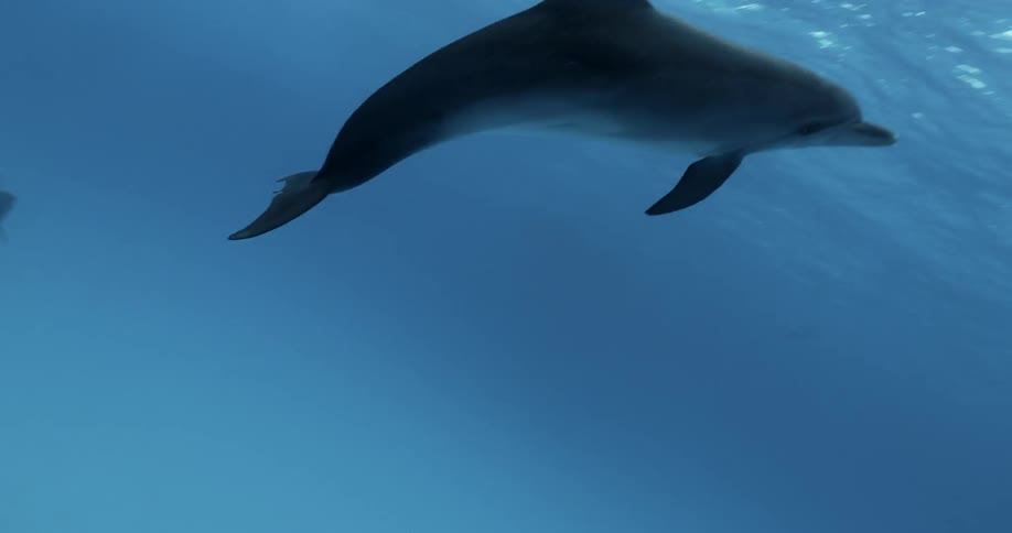 The dolphins swim together in the water