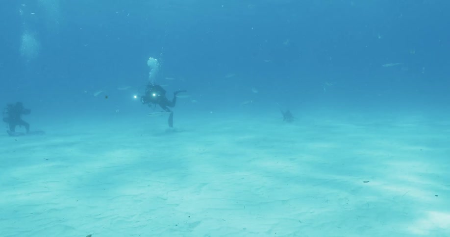Two divers swim in the water