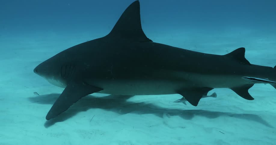 A shark is moving in the water with fish following