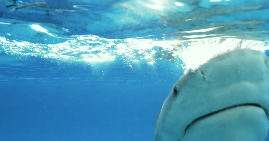 A shark bites at bait floating on the ocean surface