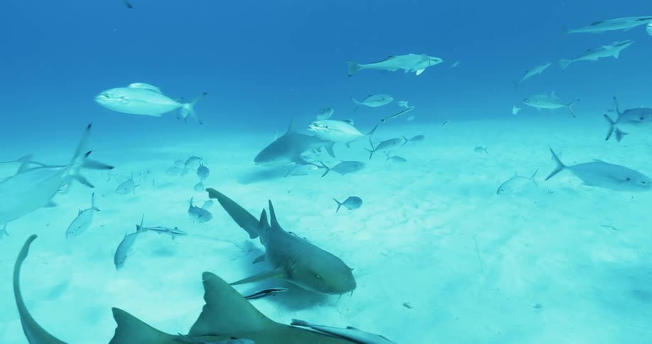 Several sharks swim near many fish by the ocean floor