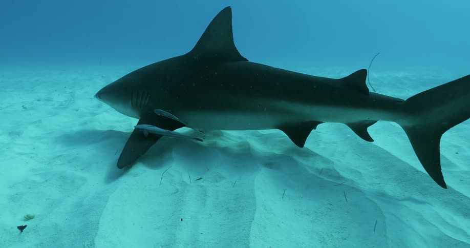 The large shark swims near the sand underwater
