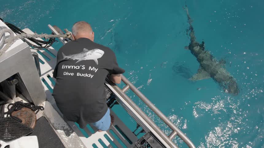 A man is securing an item to a boat while a shark lurks nearby