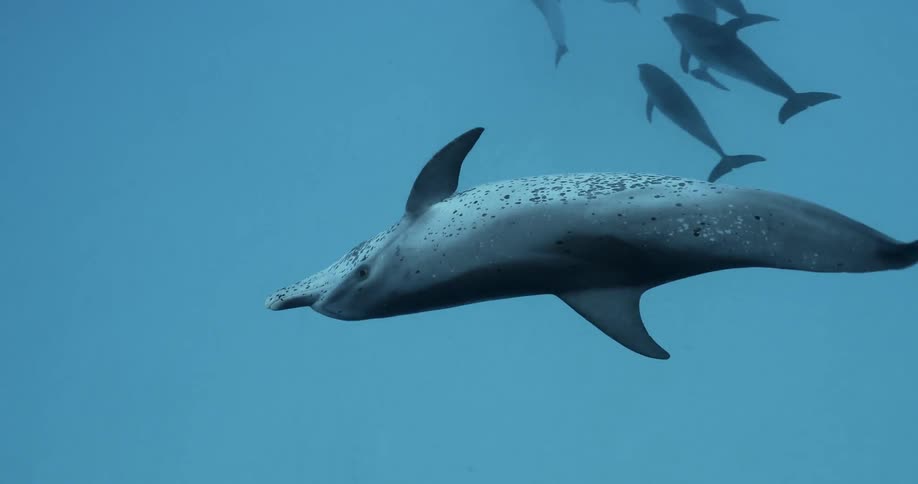 A group of dolphins swim together