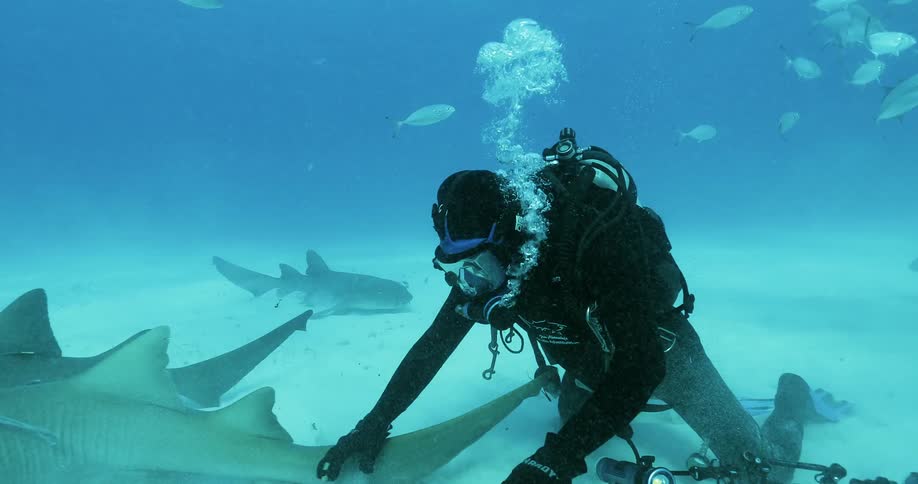Deep sea diver pets the sharks as they swim by