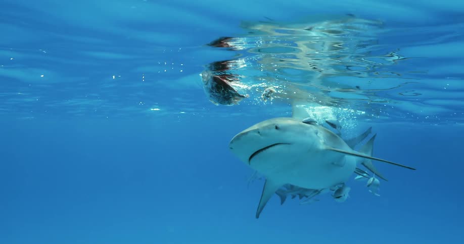 A shark is pursuing a piece of bait on the surface of the ocean in daylight