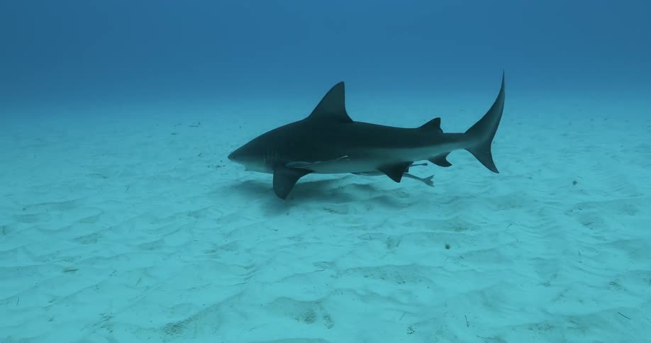Sharks swim in the ocean