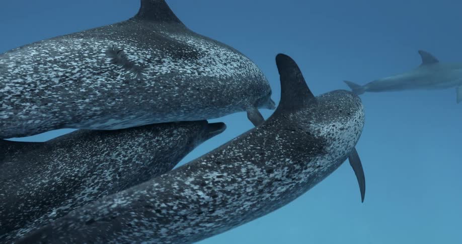 Dolphins swim in the water