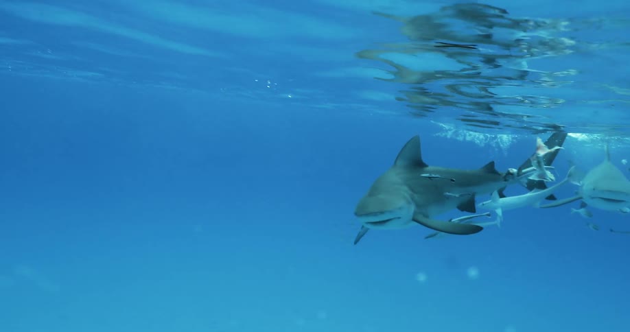 Shark swims near the surface of the water