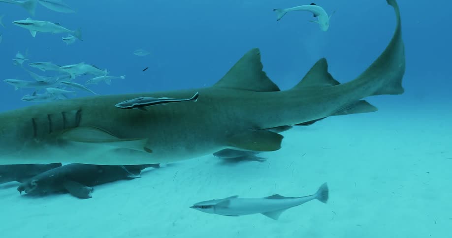 Sharks and fish swim underwater
