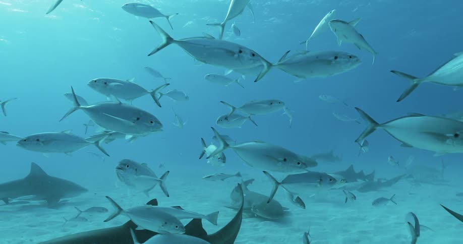 The fish swim around the sharks in the bright waters