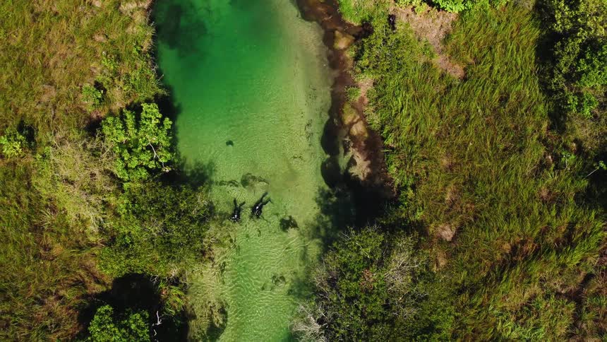 Two divers swim in a shallow river